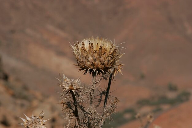 Close-up de cardo murcho