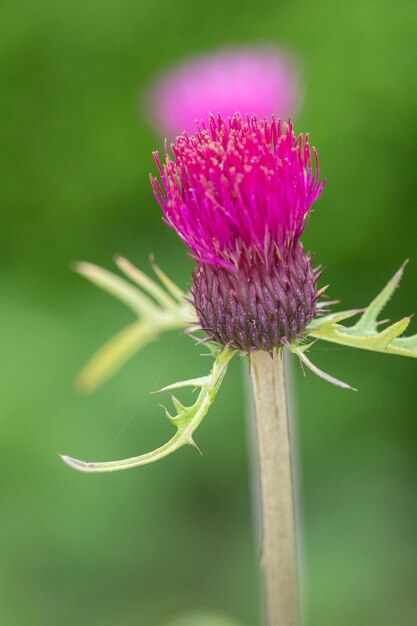 Foto close-up de cardo rosa em flor