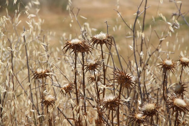 Close-up de cardo