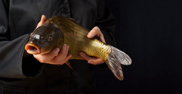 Close up de carpa fresca nas mãos. Mulher cozinheira de jaqueta preta segurando um peixe