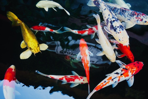 Close-up de carpas koi nadando na água