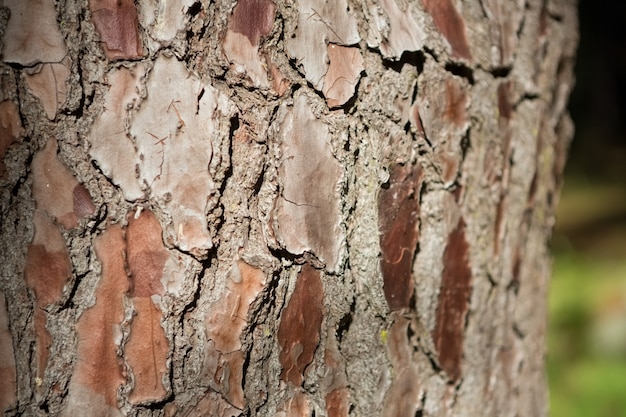 Close-up de casca de árvore