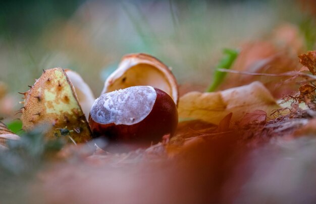 Close-up de castanha no campo