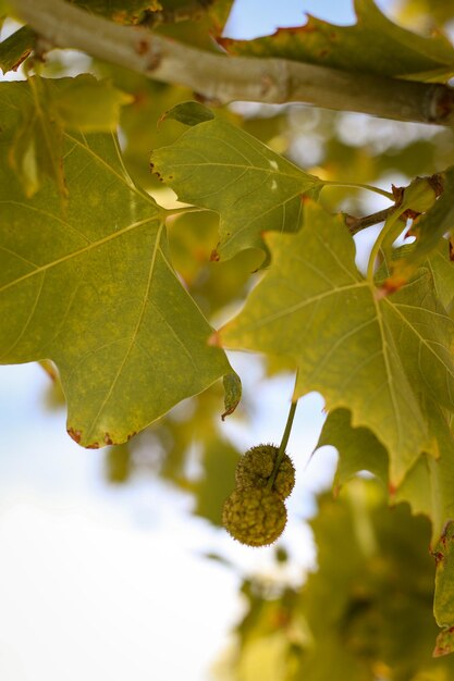 close-up de castanha pendurada em um três, céu ao fundo