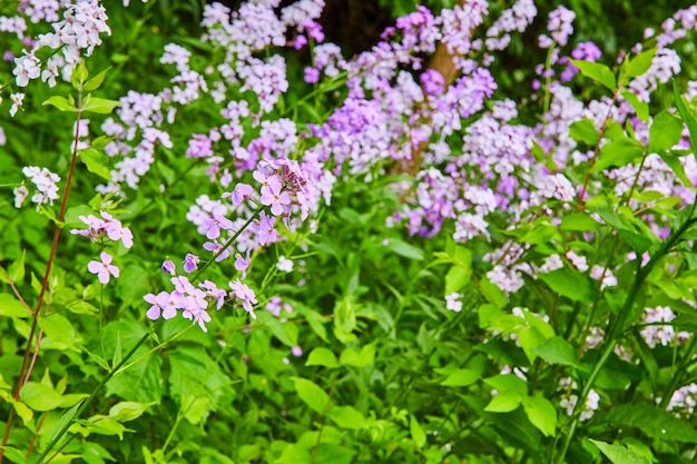 Close-up de caules cheios de flores perenes roxo Dame's Rocket com gramíneas verdes fundo ativo