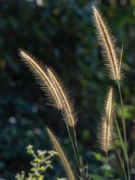 Foto close-up de caules contra o sol brilhante