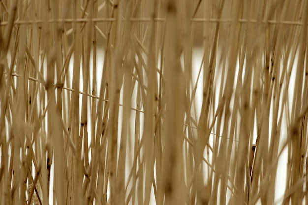 Foto close-up de caules em um campo de trigo