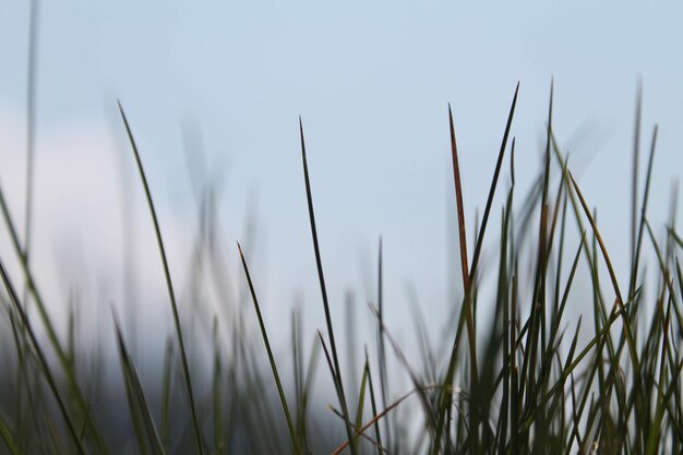 Foto close-up de caules no campo contra o céu limpo