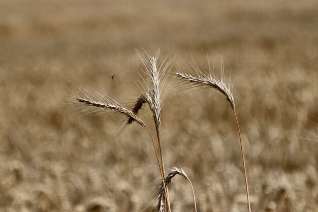 Foto close-up de caules no campo