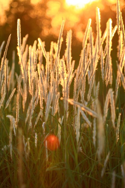 Close-up de caules no campo