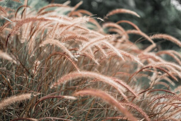 Foto close-up de caules no campo