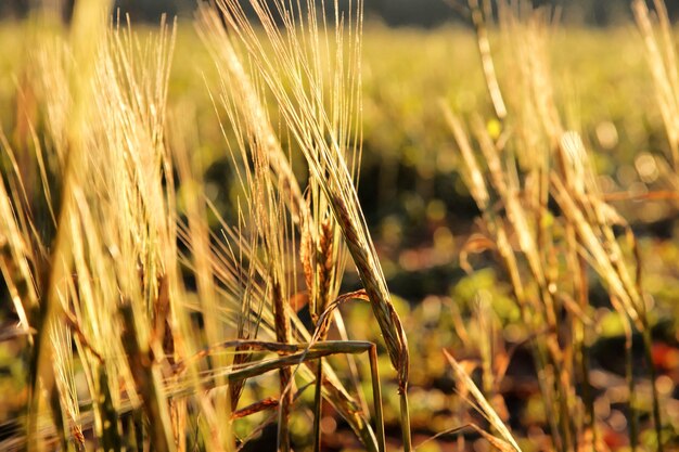 Close-up de caules no campo