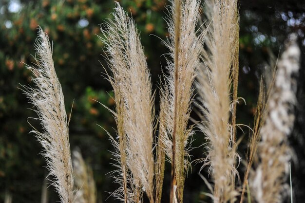 Close-up de caules no campo