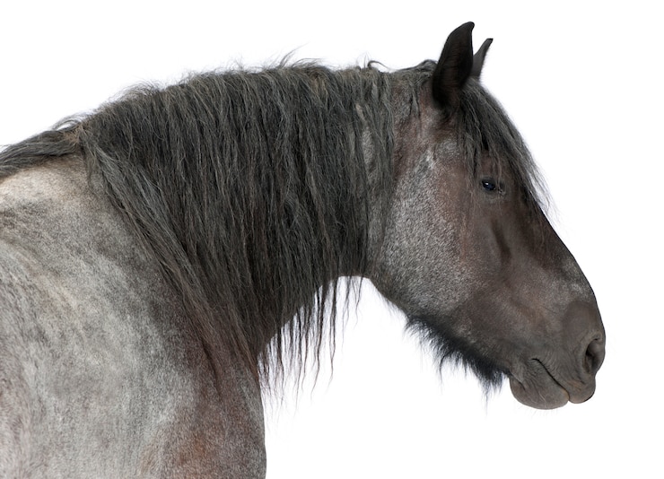 Foto close-up, de, cavalo belga, close-up, de, cavalo pesado belga, brabancon, um, esboço, raça cavalo, ficar, branco, isolado