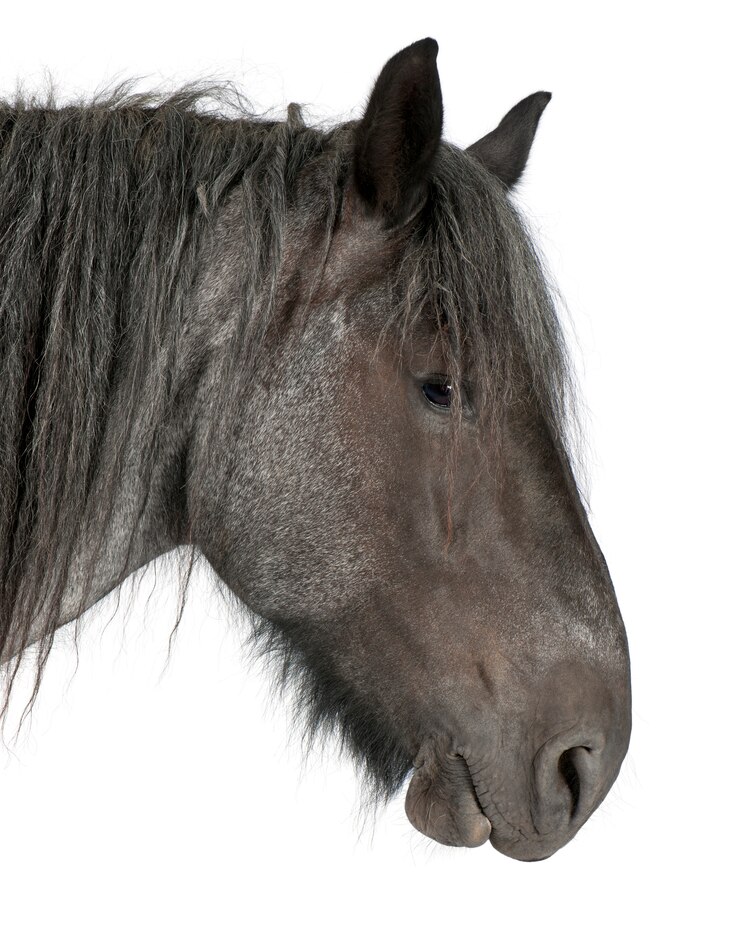 Foto close-up, de, cavalo belga, close-up, de, cavalo pesado belga, brabancon, um, esboço, raça cavalo, ficar, branco, isolado