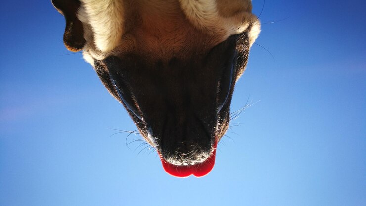 Foto close-up de cavalo contra o céu azul claro