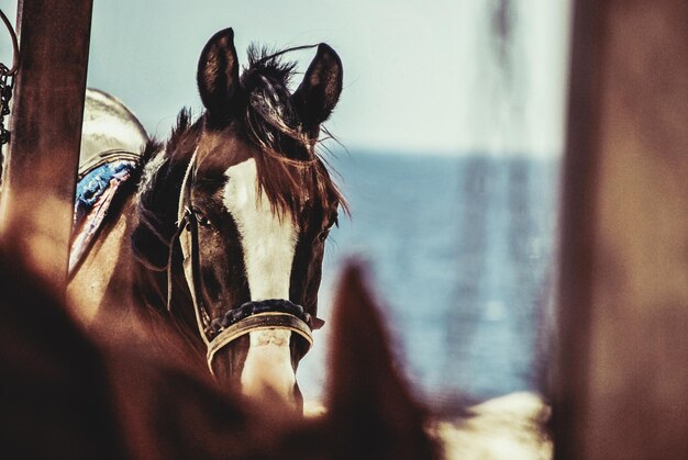 Foto close-up de cavalo contra o céu