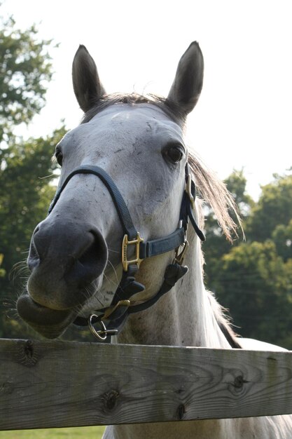 Foto close-up de cavalo contra o céu