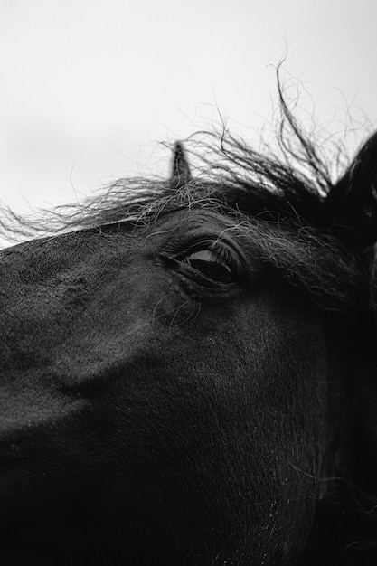 Foto close-up de cavalo contra o céu