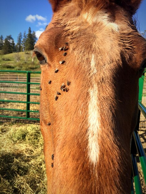 Foto close-up de cavalo em árvore contra o céu