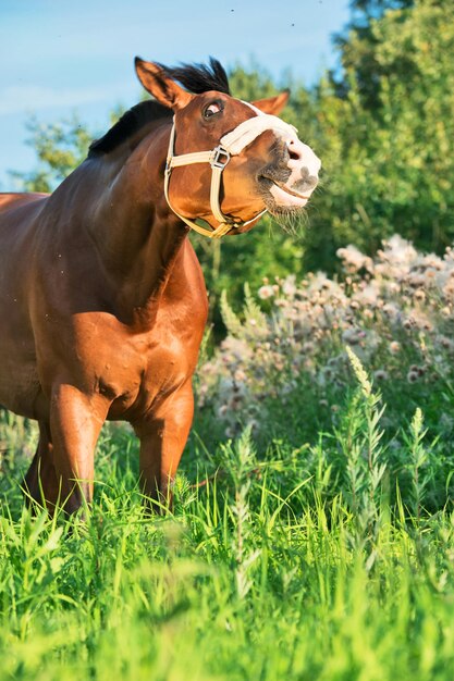 Foto close-up de cavalo na grama