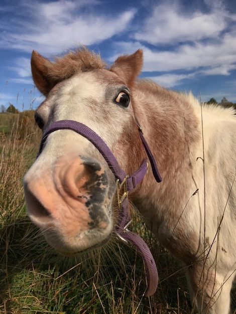 Foto close-up de cavalo no campo contra o céu