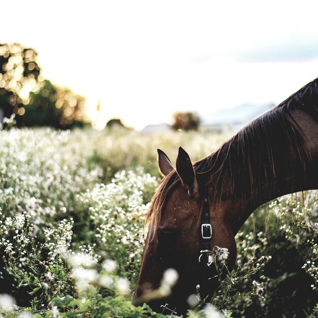 Foto close-up de cavalo no campo