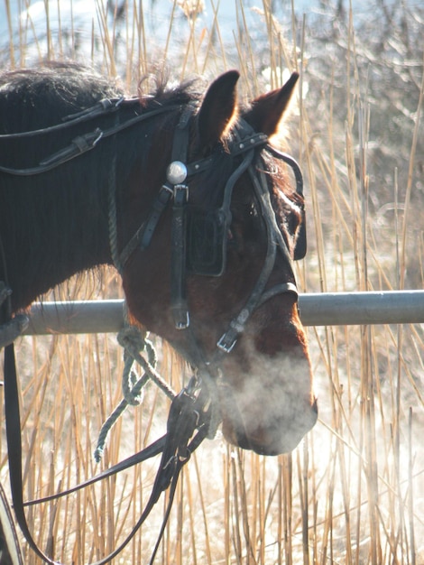 Foto close-up de cavalo no campo