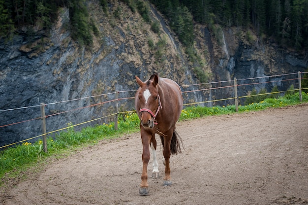 Close up de cavalo