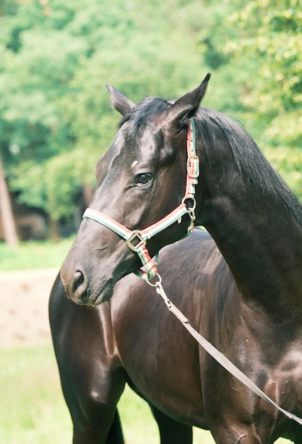 Close-up de cavalos ao ar livre