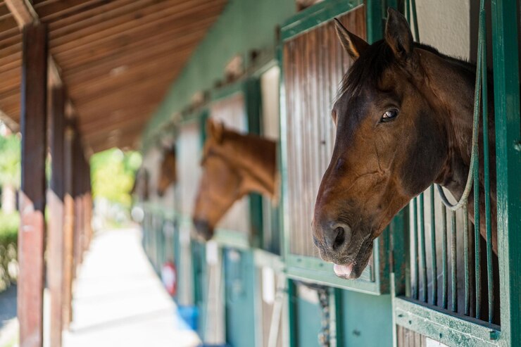 Foto close-up de cavalos no estábulo