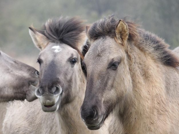 Close-up de cavalos selvagens