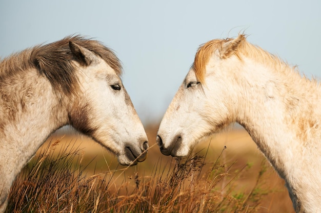 Close-up de cavalos
