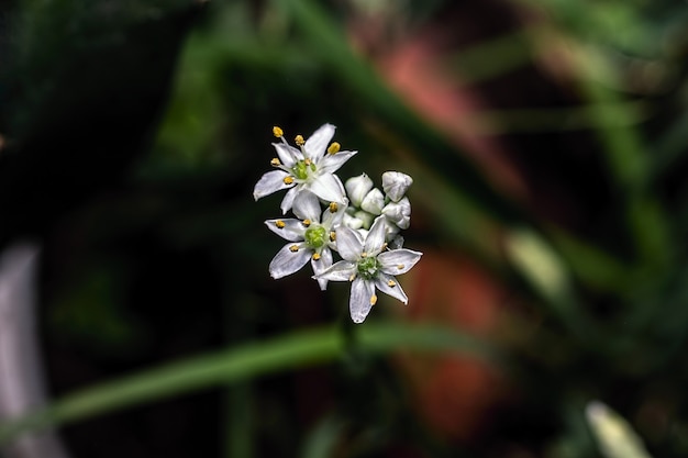 Close-up de cebolinhas florescendo