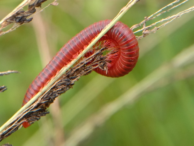 Foto close-up de centopéia na planta