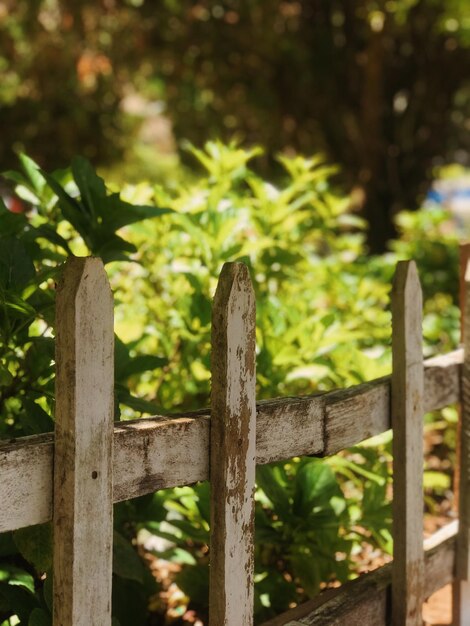 Foto close-up de cerca de madeira contra plantas