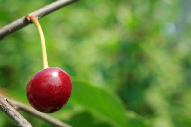 Close-up de cereja vermelha madura em uma árvore na frente de folhas verdes com um fundo desfocado.