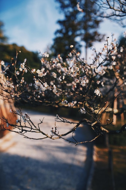Foto close-up de cerejeira em flor contra o céu