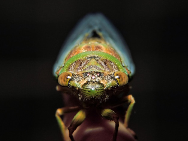 Close-up de cigarra em madeira