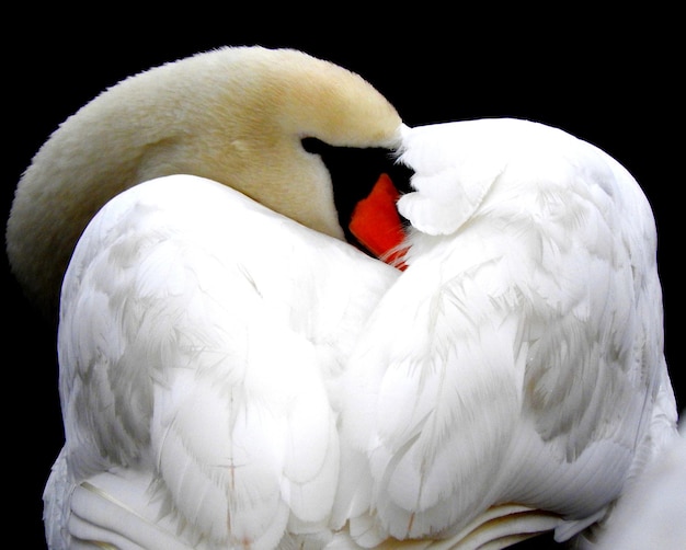 Foto close-up de cisne ao ar livre