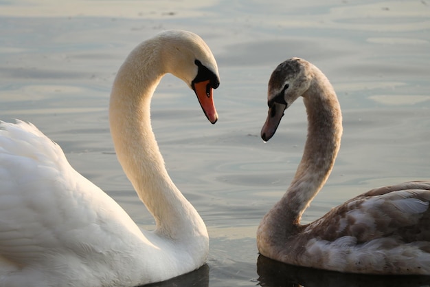 Close-up de cisnes nadando no lago durante o pôr-do-sol