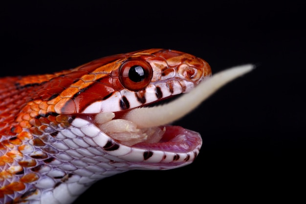 Close-up de cobra comendo presa contra fundo preto