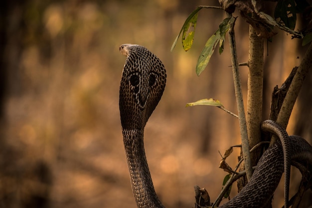 Foto close-up de cobra de óculos em planta