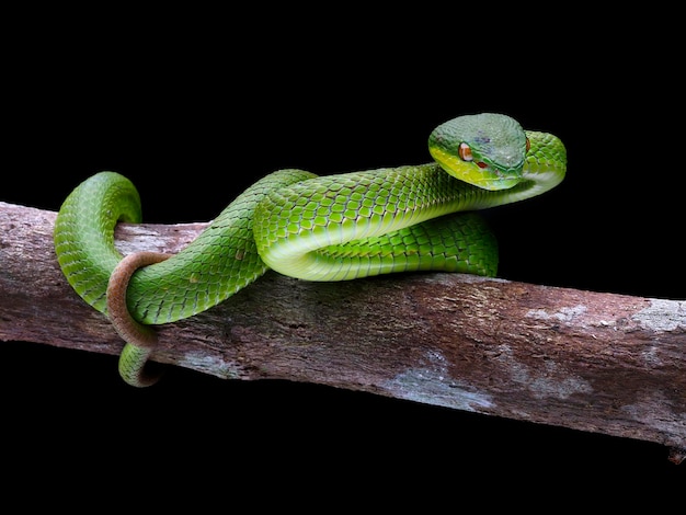 Close-up de cobra em galho contra fundo preto
