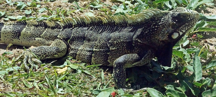 Foto close-up de cobra em planta