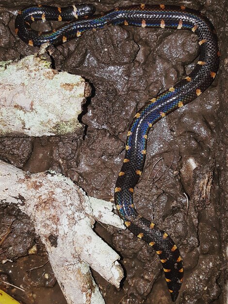 Close-up de cobra em rocha