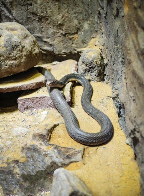 Foto close-up de cobra em rocha