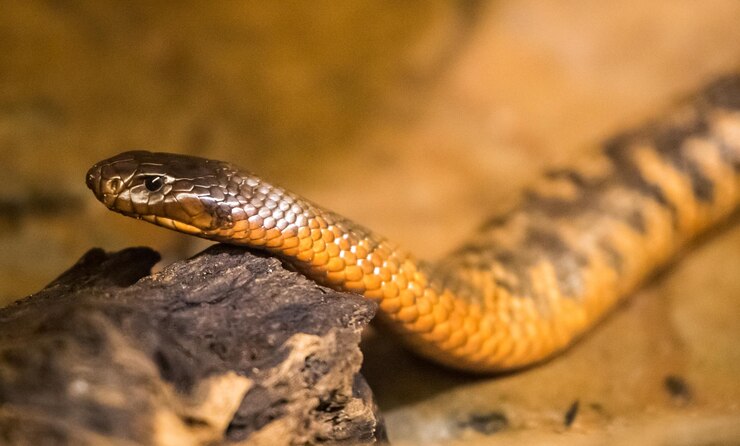 Foto close-up de cobra em uma rocha no zoológico