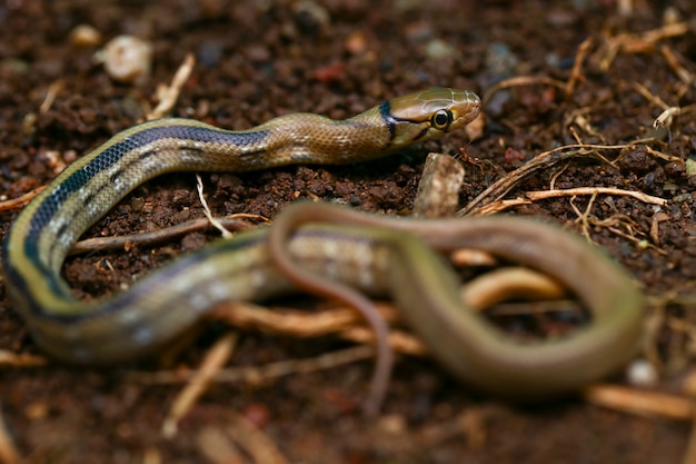 Close-up de cobra irradiada