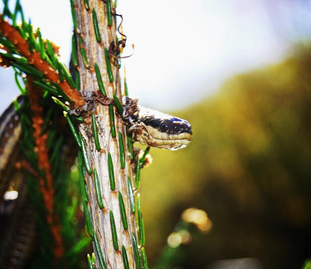 Foto close-up de cobra na planta